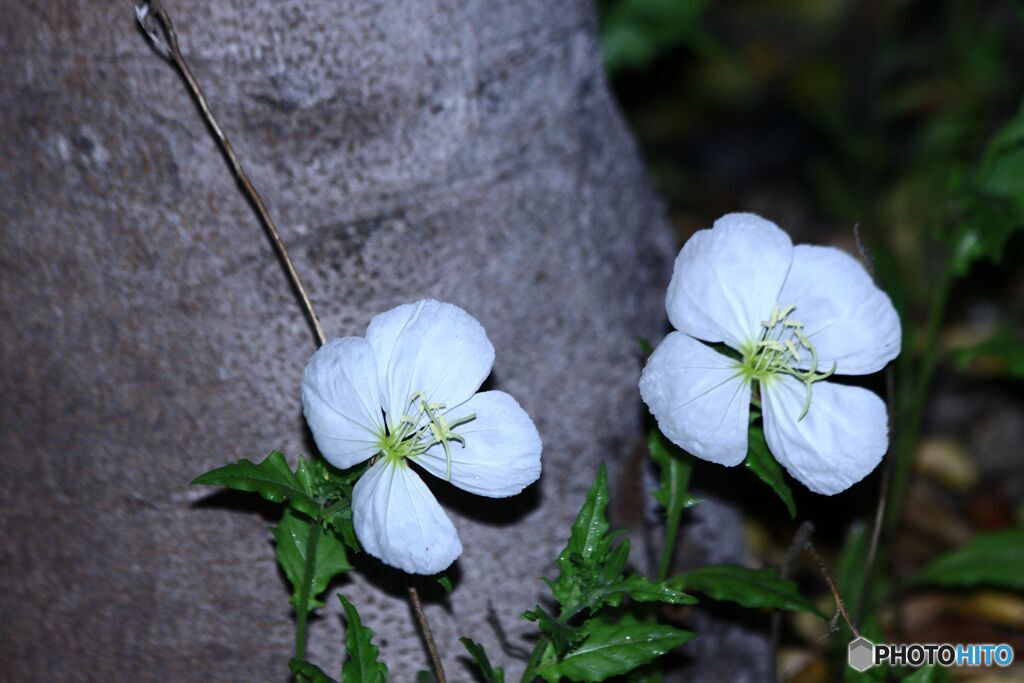 ひと月前の写真から　月見草