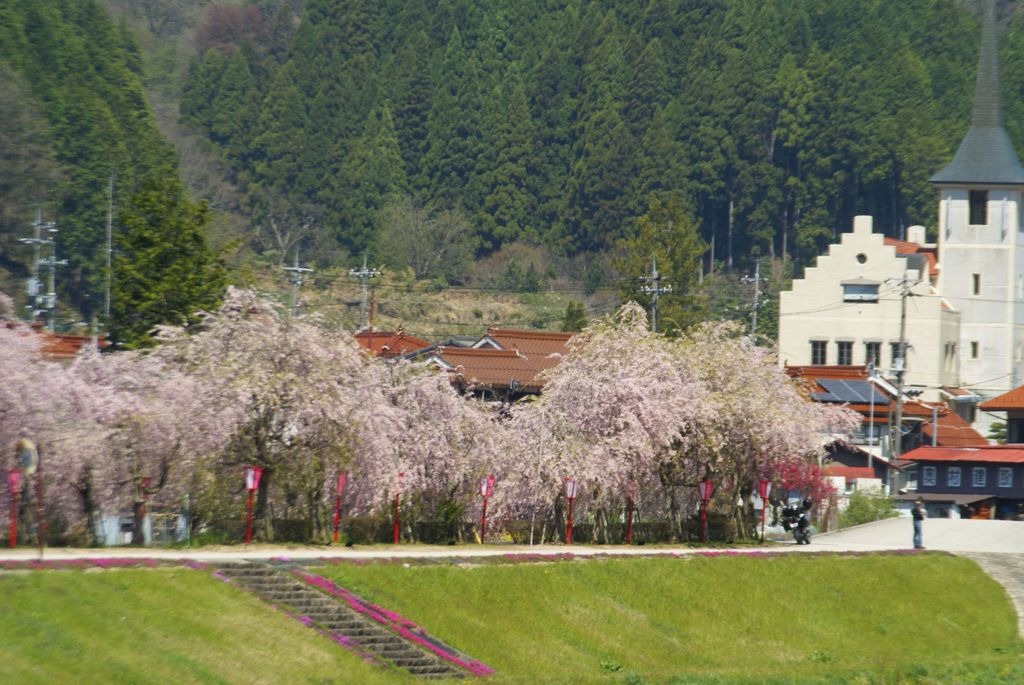 川沿いの枝垂れ桜　遠望