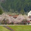 川沿いの枝垂れ桜　遠望