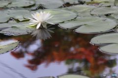 睡蓮　　観龍寺