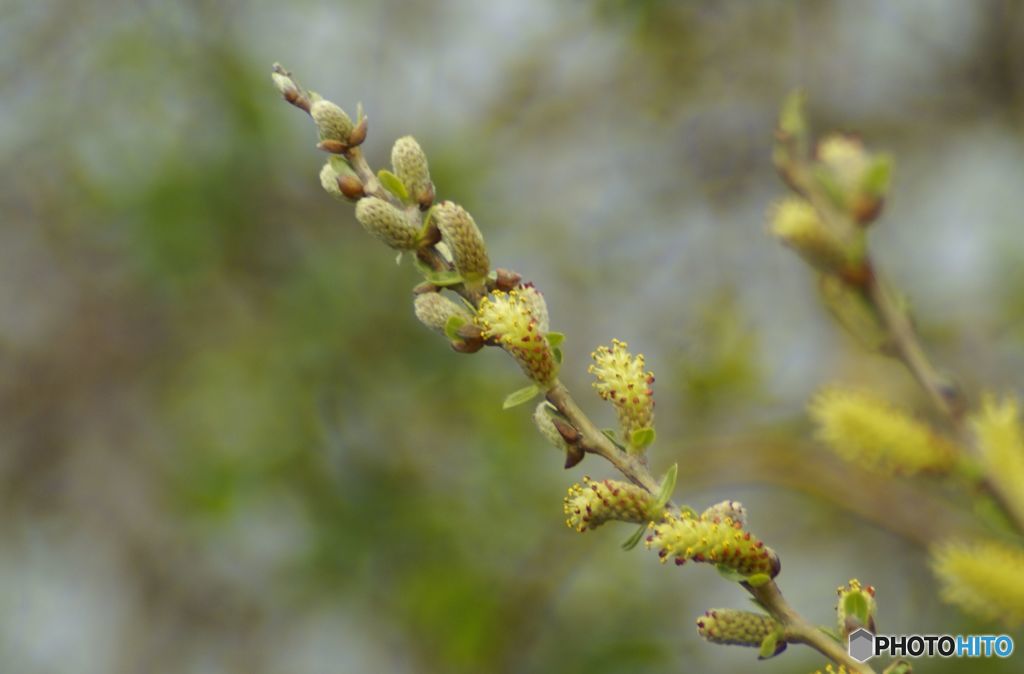 春　芽吹き