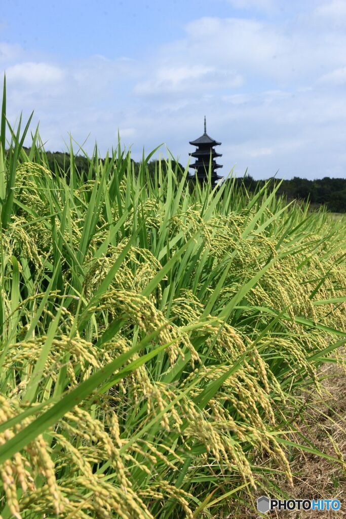 塔　稲穂