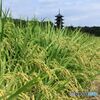 塔　稲穂