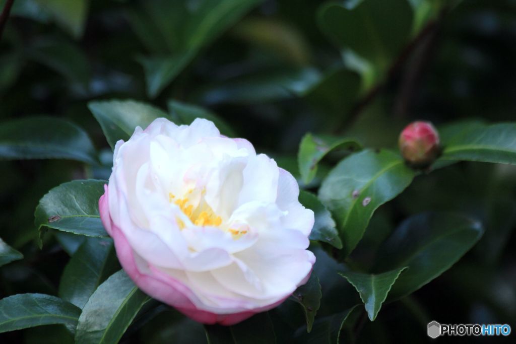 さざんか　咲いた