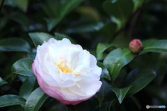 さざんか　咲いた