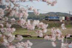 貨物列車　桜とともに