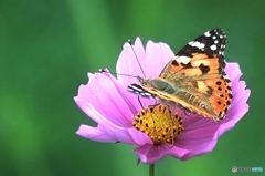 初秋の頃　　おいしい蜜