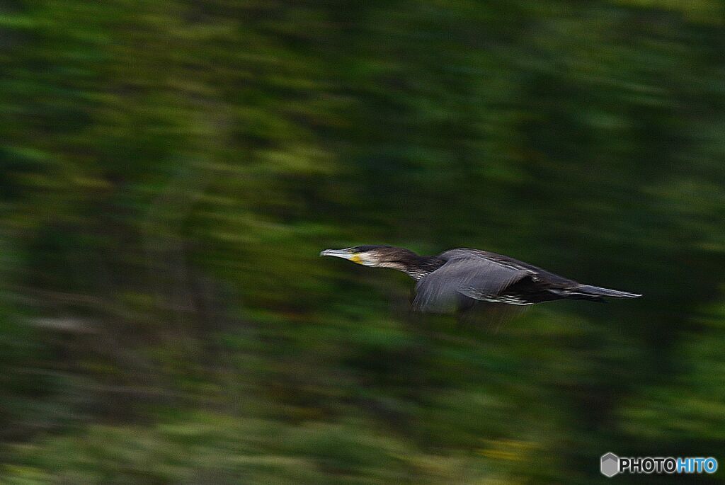 飛ぶ　ウ