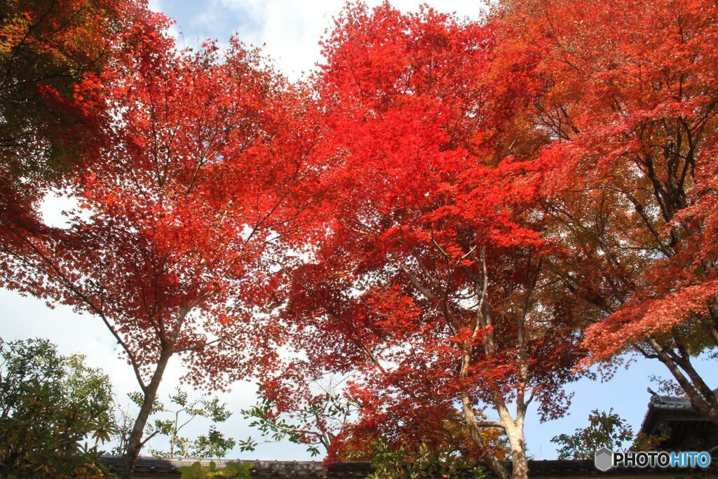 見上げる紅葉