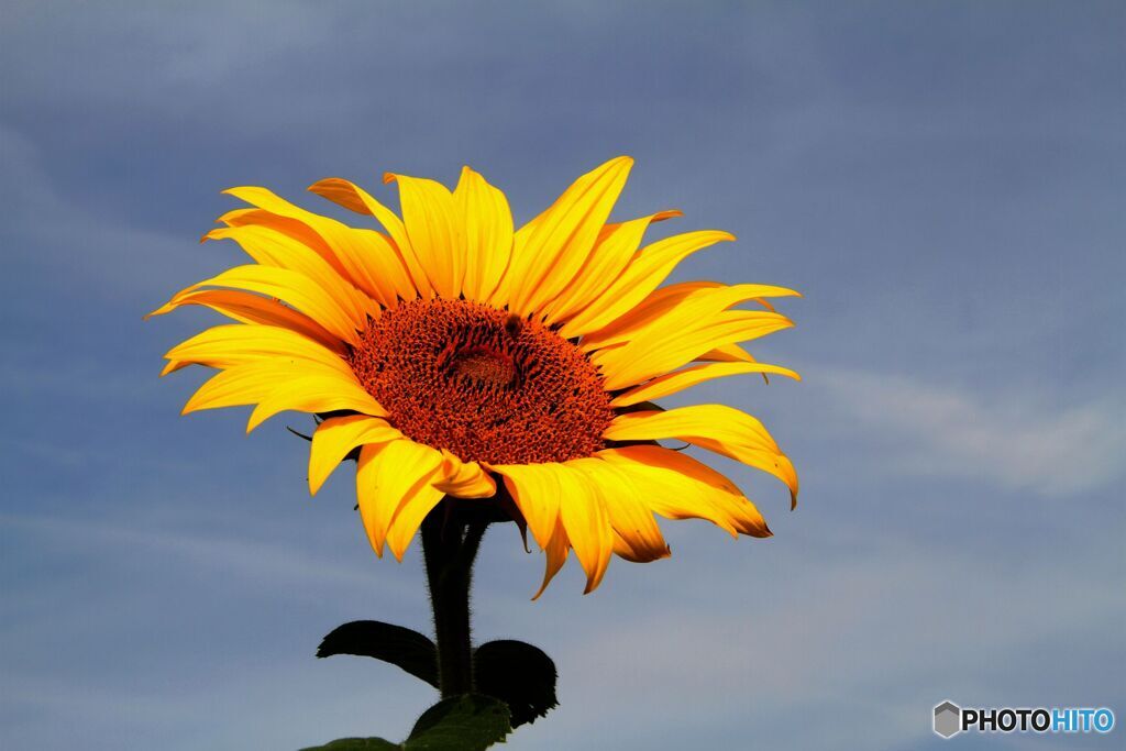 太陽に向かって