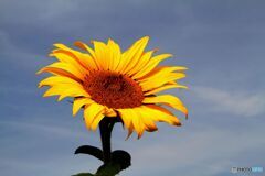 太陽に向かって