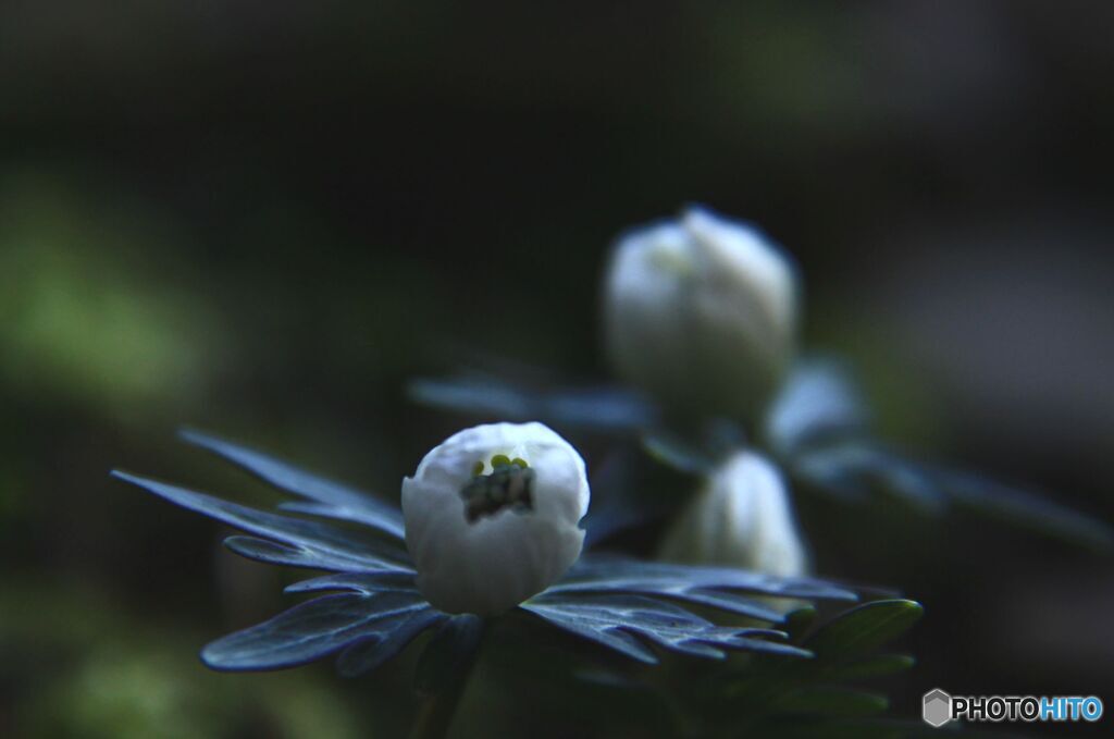 節分草　蕾