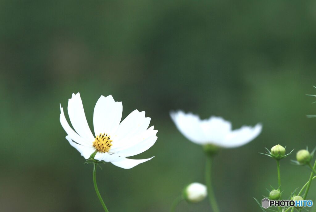 白いコスモス