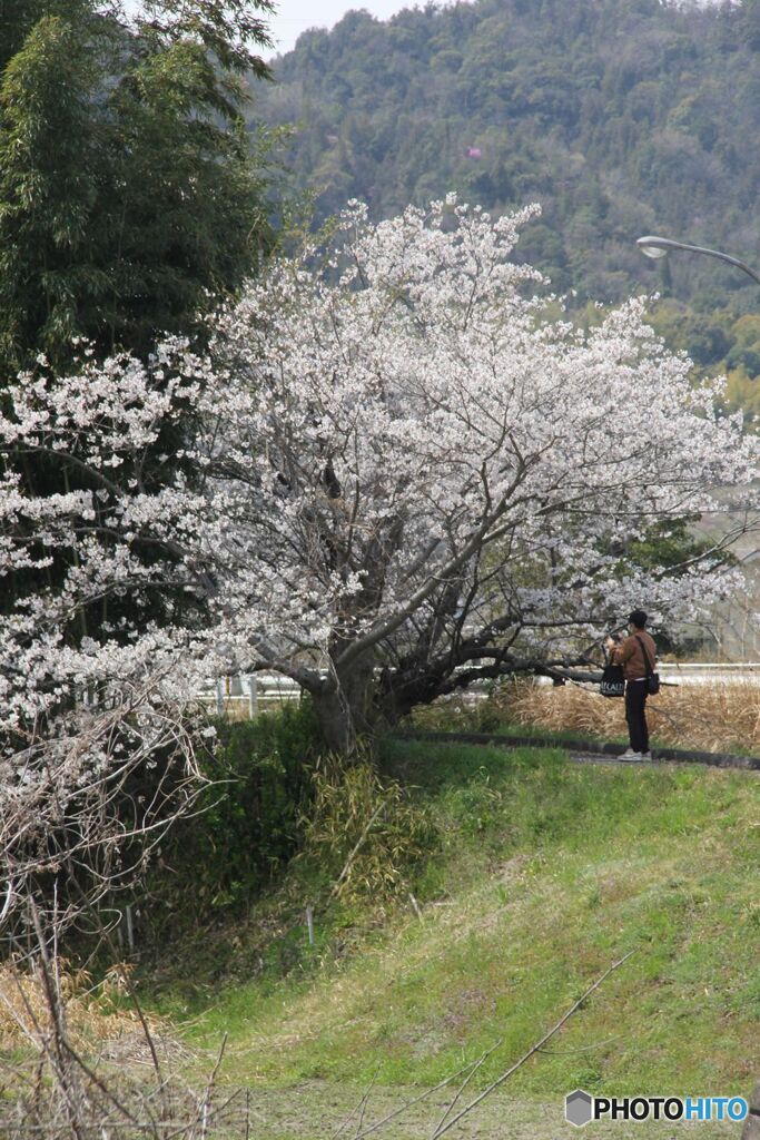 桜を撮る人
