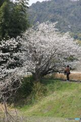 桜を撮る人