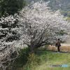 桜を撮る人