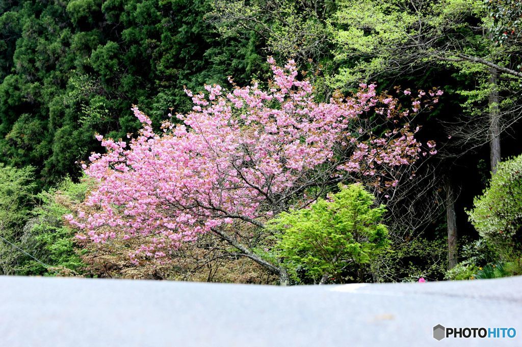 上り坂の向こうの八重桜