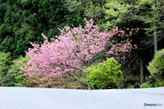 上り坂の向こうの八重桜