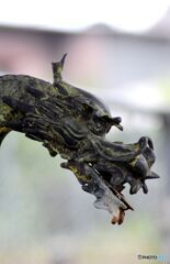 手水洗の龍蛇口