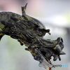 手水洗の龍蛇口