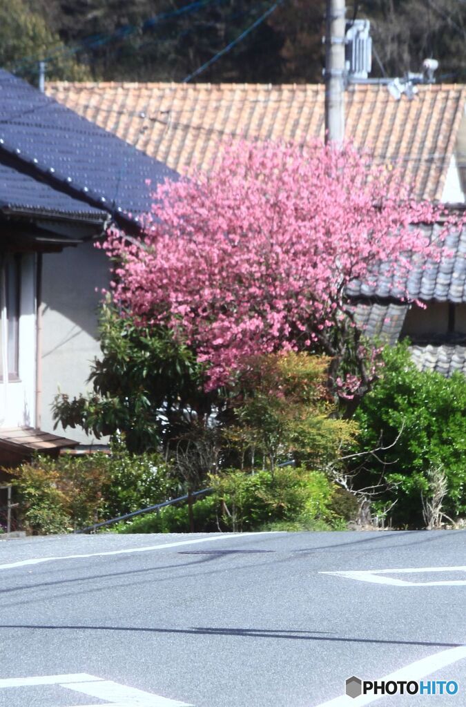 道路沿いの庭木