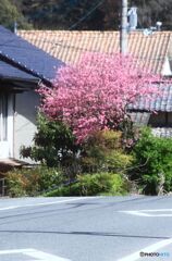 道路沿いの庭木