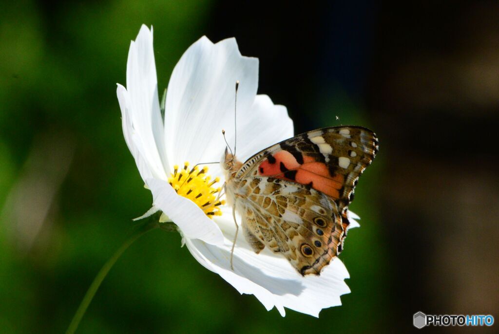 美味なるかなコスモスの蜜