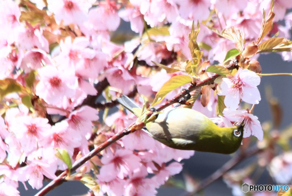 おいしいものは曲芸スタイルでも・・・