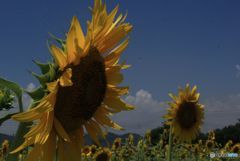 平成　最後の夏