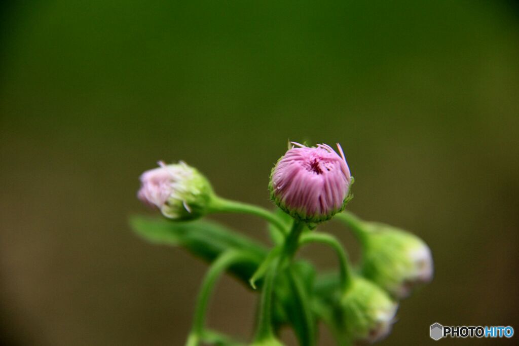 開花前のひと時