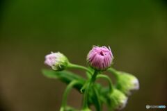 開花前のひと時