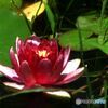 バラ公園シリーズ　　　スイレン（２）