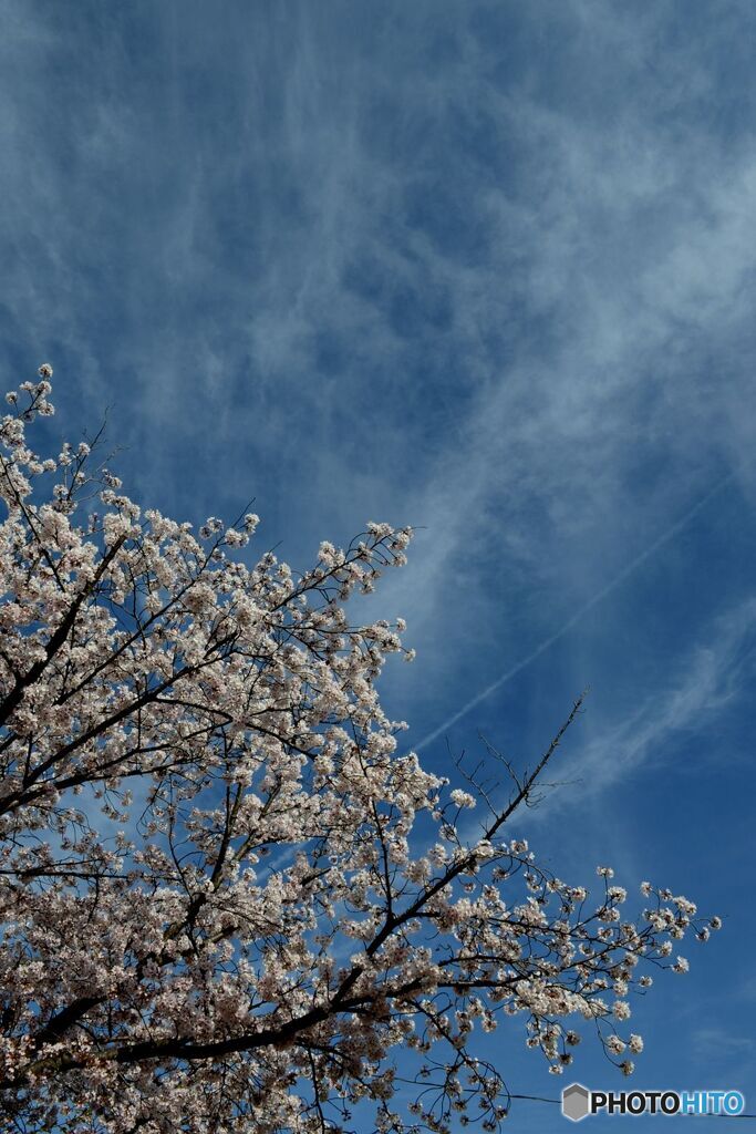 桜・空