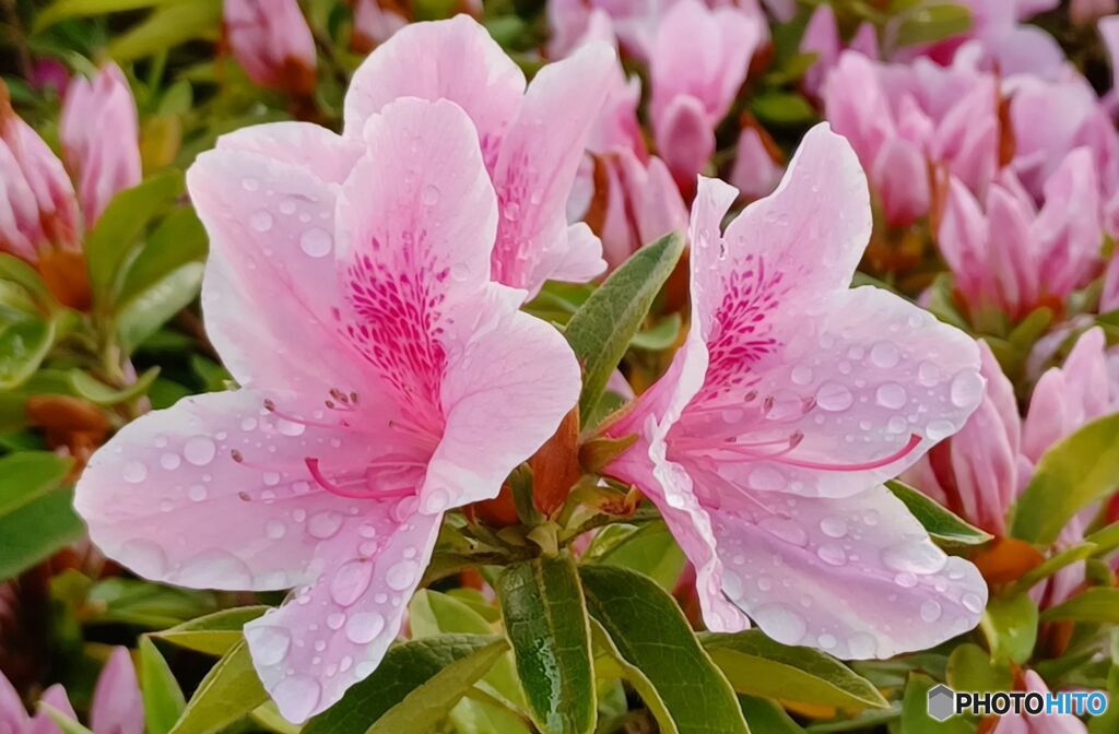 携帯の写真から   ツツジ