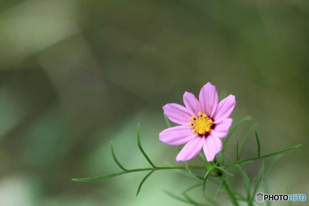 早咲きコスモス