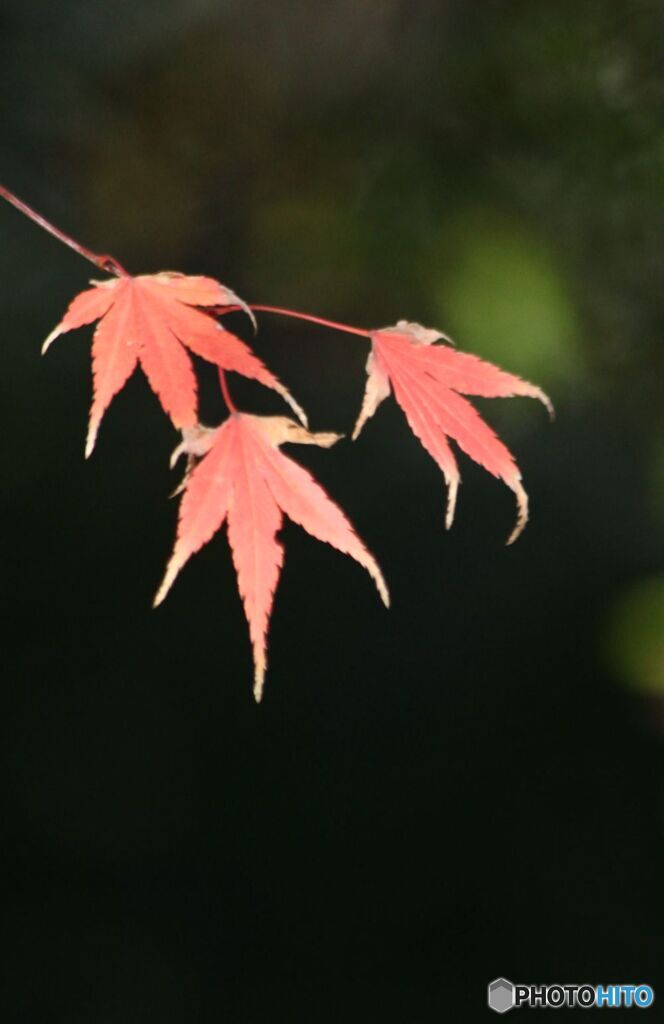 おごそかに