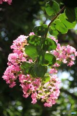 葉に写る影　百日紅