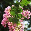 葉に写る影　百日紅