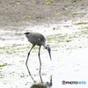 餌を探す