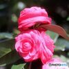 花弁の多いツバキ