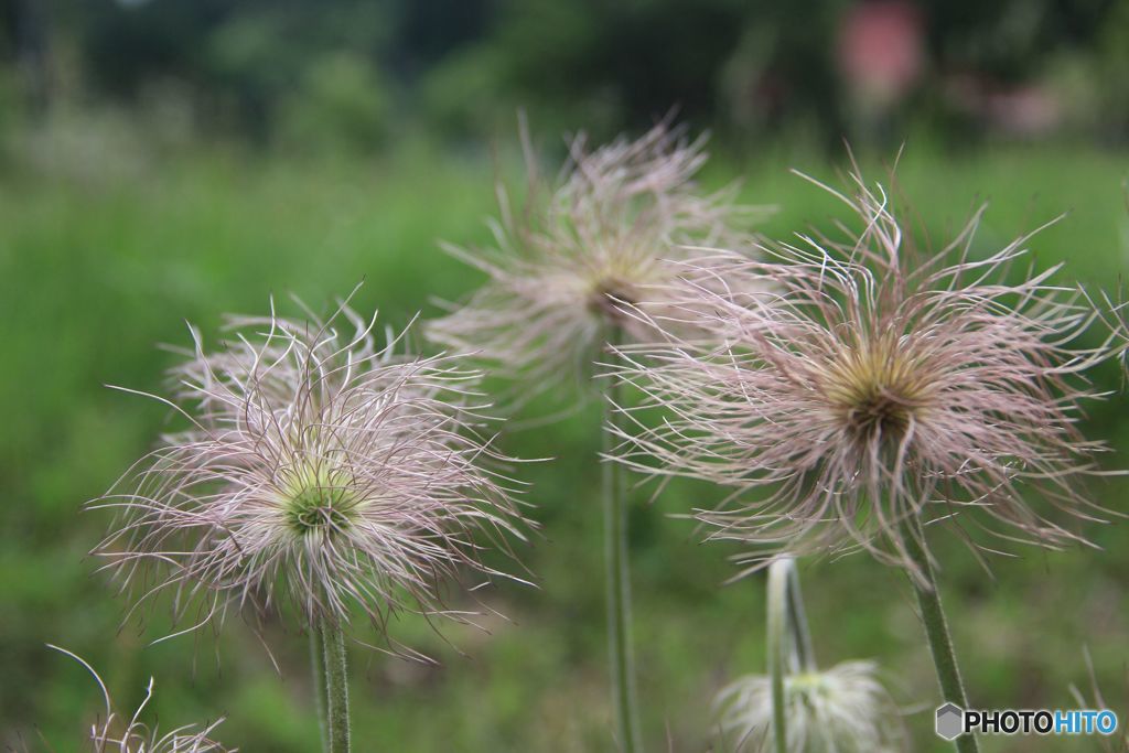 翁草　終焉