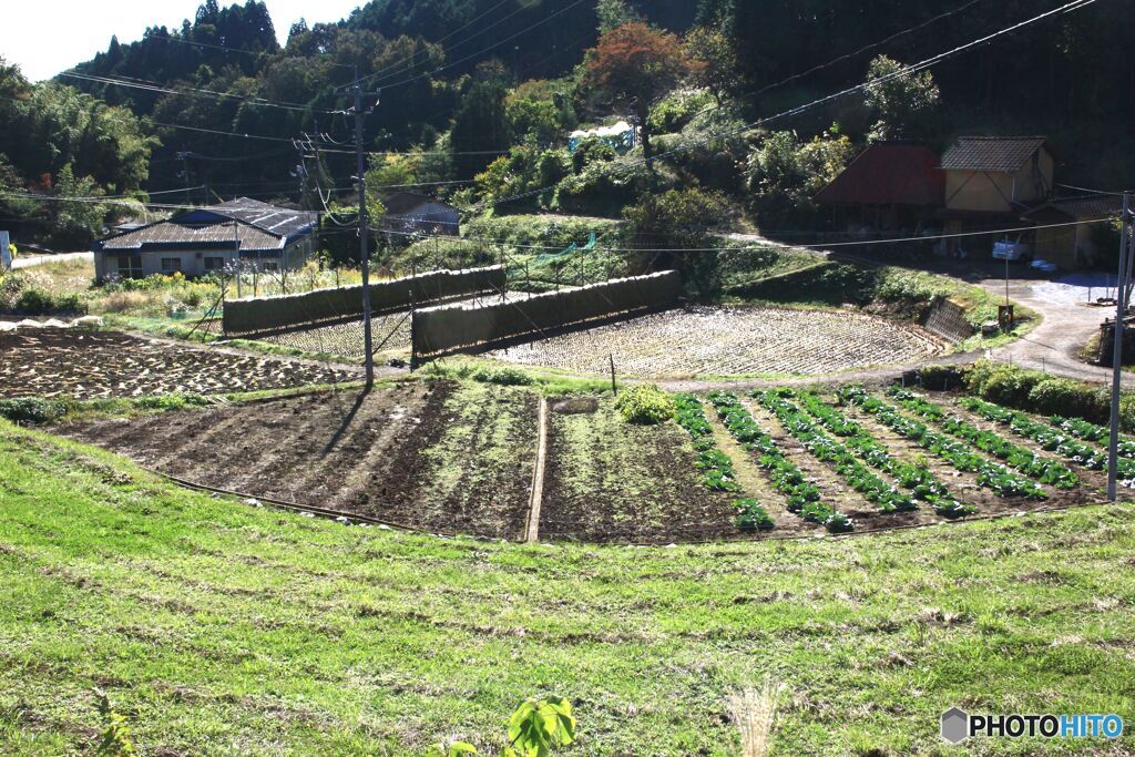 山里のはぜ