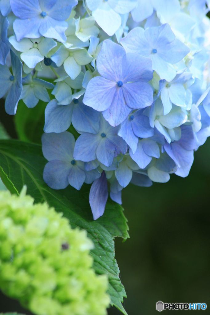 雨待ち花（１）
