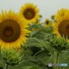 これからのはな　既に開いた花