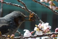 蜂をくわえた。