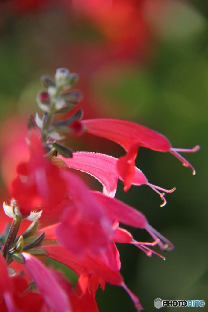 赤いセージの花