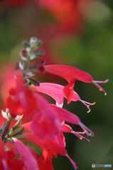 赤いセージの花