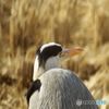 アオサギ 