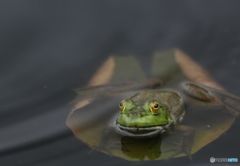 Child of BullFlog Child of BullFlog