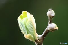 キウイの葉の芽吹き